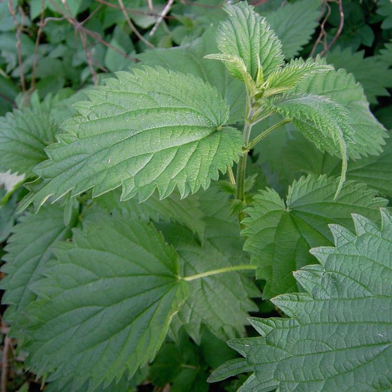 Nettle Leaf