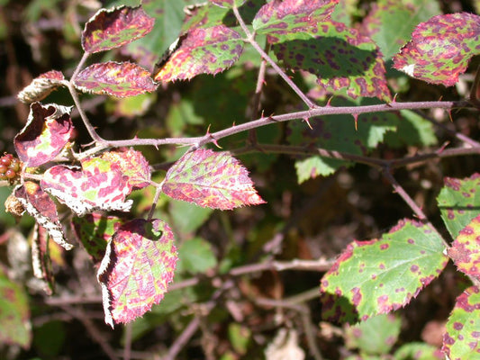 Blackberry Leaf