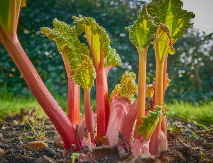 Rhubarb Root