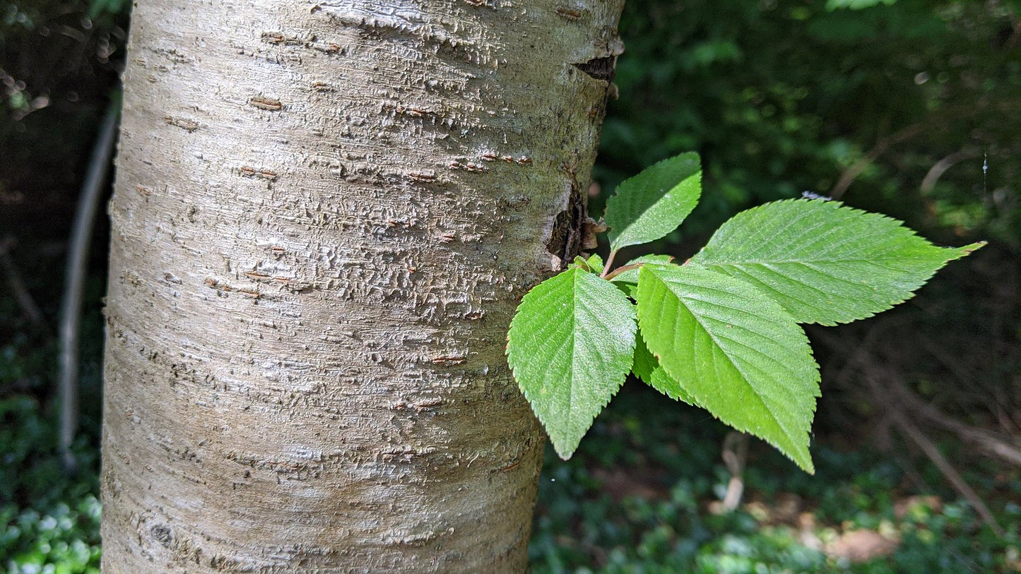 Wild Cherry Bark