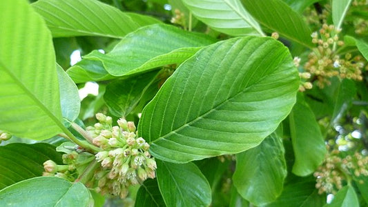 Cascara Sagrada