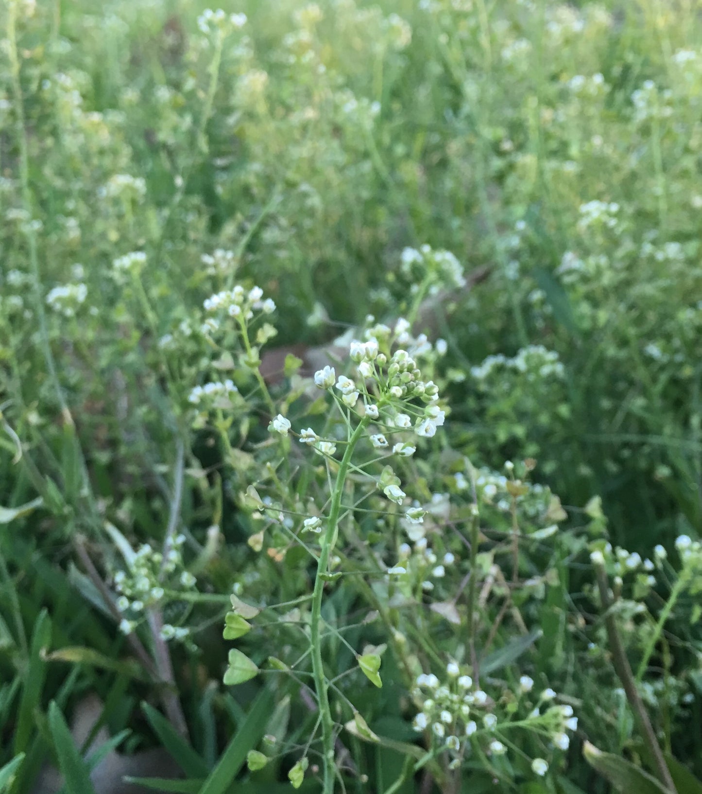 Shepherd's Purse