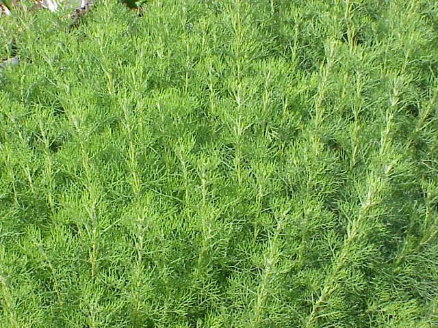 Wormwood