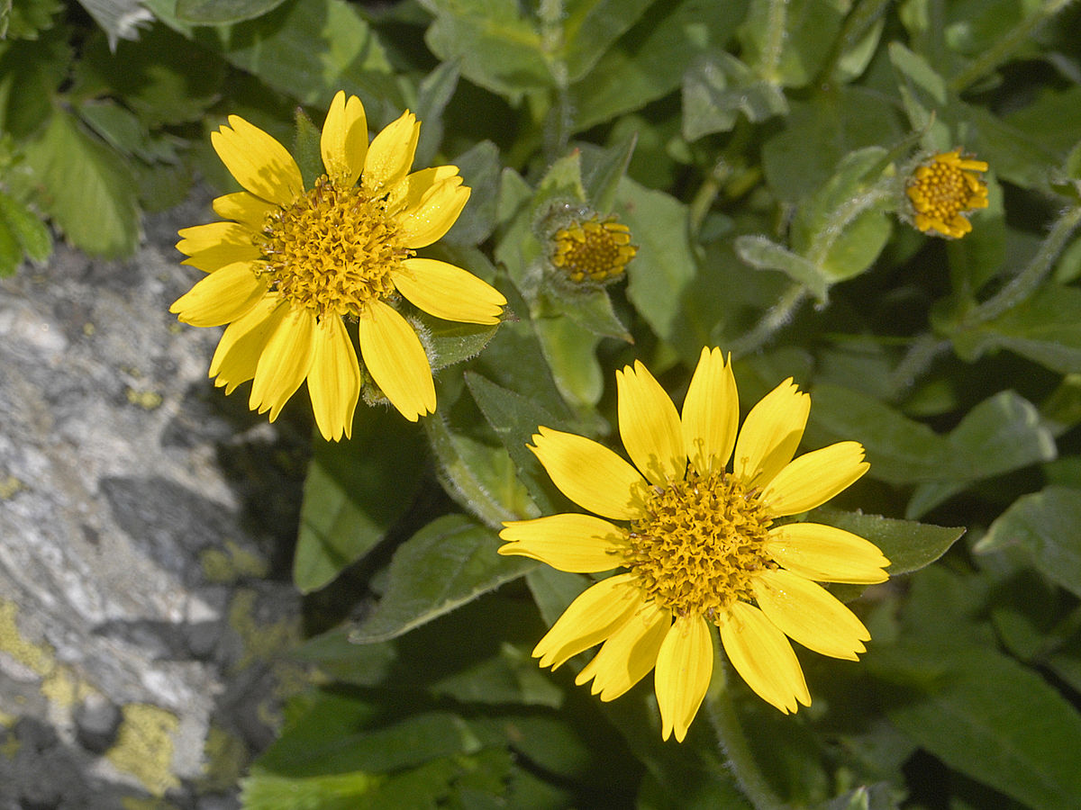 Arnica