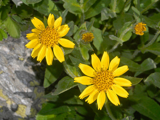 Arnica