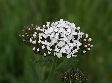 Yarrow Root