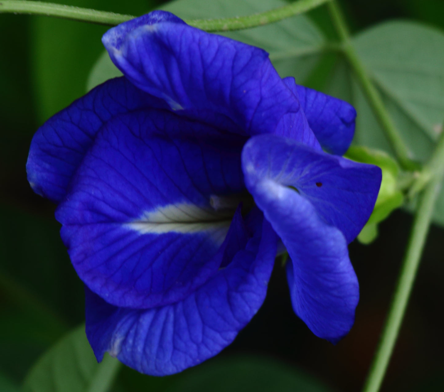 Butterfly Pea