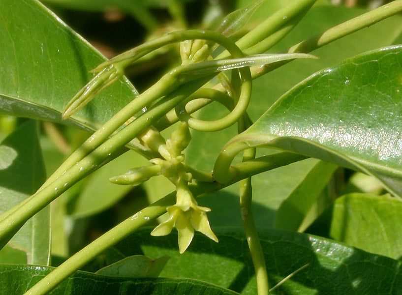 Sarsaparilla Root