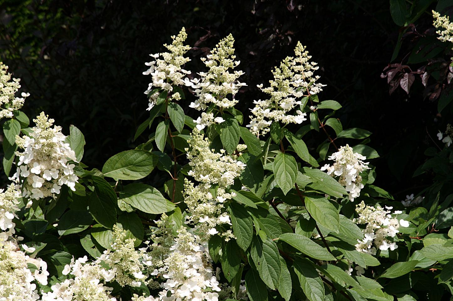 Hydrangea