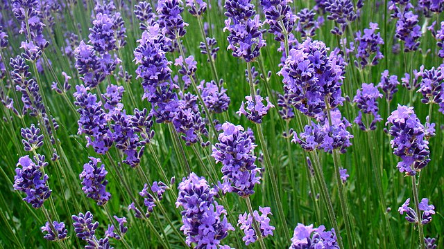 Lavender