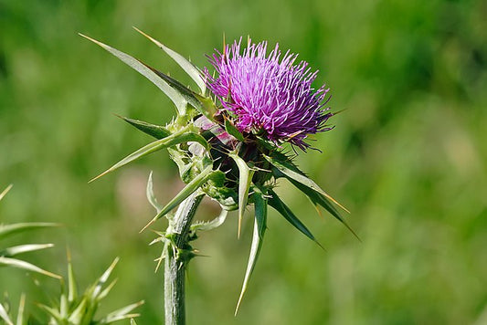 Blessed Thistle