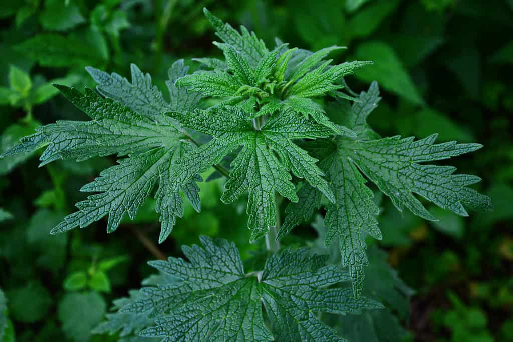 Motherwort