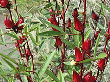 Hibiscus Flower