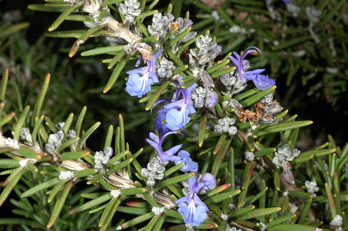 Rosemary