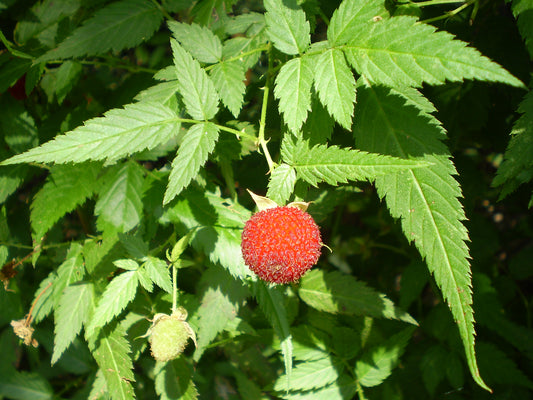 Red Raspberry Leaf