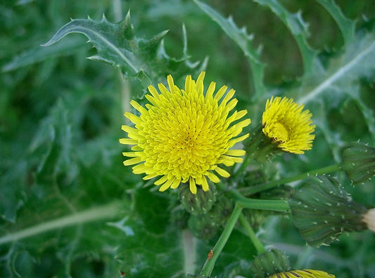 Dandelion