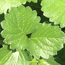 Strawberry Leaf