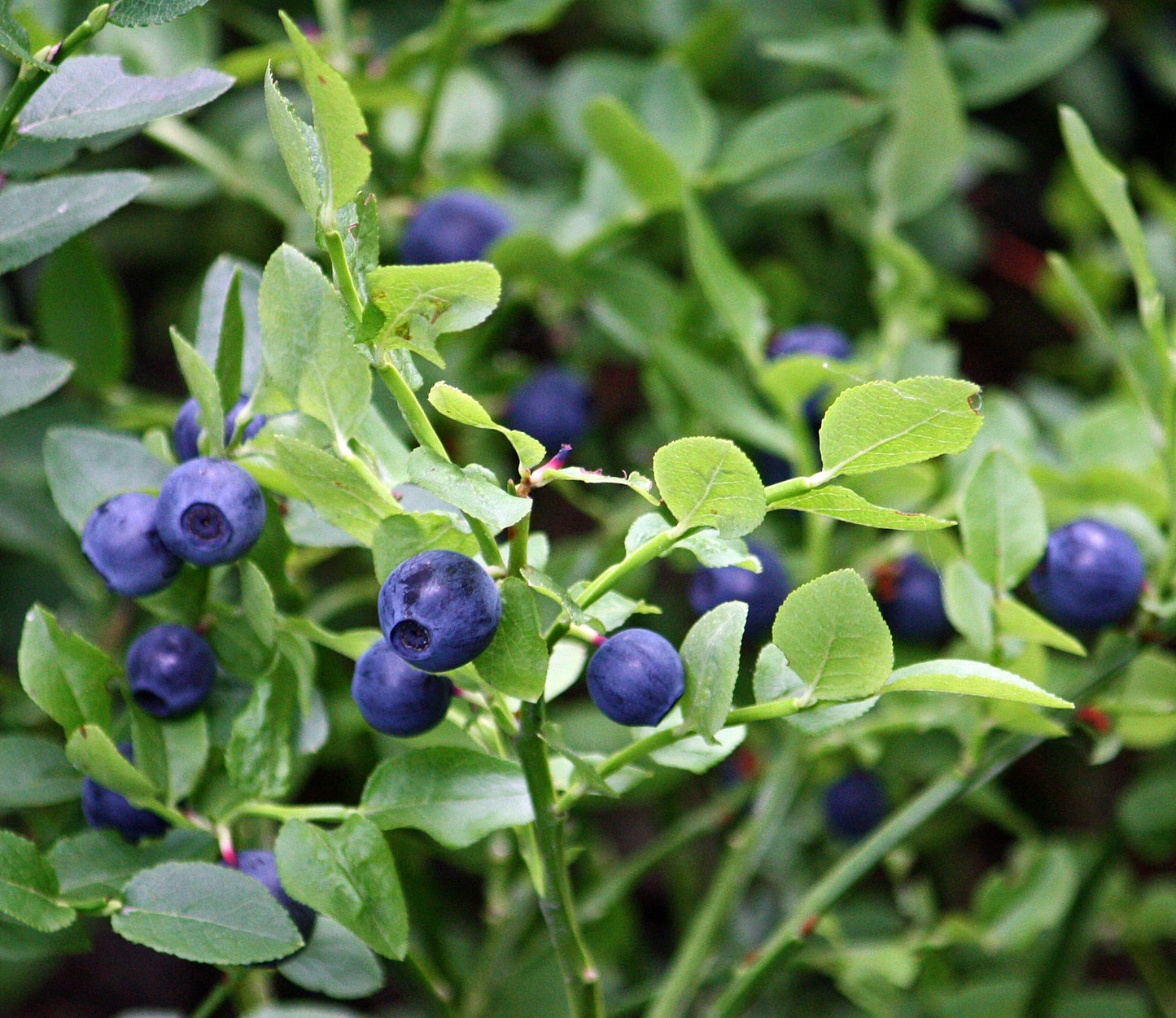 Bilberry Leaf