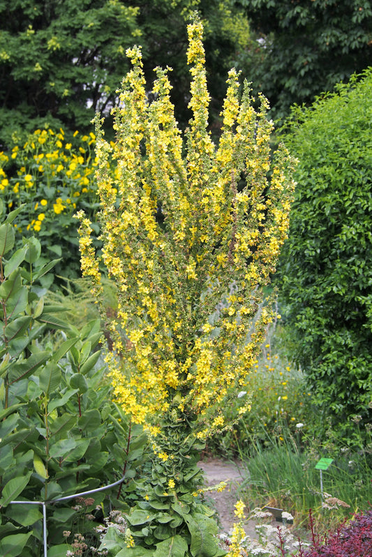 Mullein Leaf