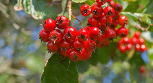 Hawthorne Berry