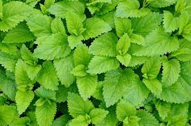 Lemon Balm