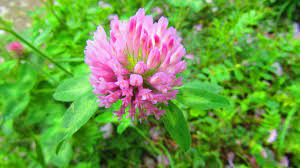 Red Clover